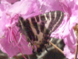 0505341s.jpg