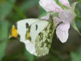 0505234s.jpg