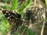0505129s.jpg