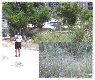 field.jpg