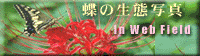 seitai.gif