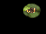 screen.gif