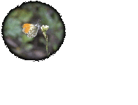 screen01r.gif