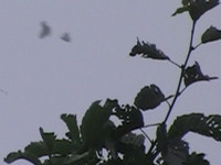 20110702koreanus.jpg