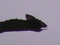 20120629kore.jpg
