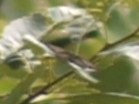 20120629kore3.jpg