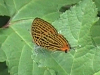 20120629saep.jpg
