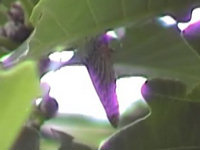 v0606303.jpg