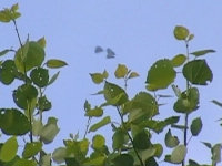 v08063005.jpg